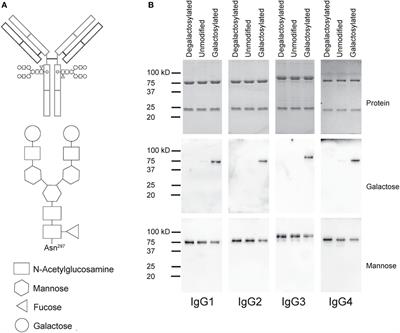 Fc-Galactosylation of Human Immunoglobulin Gamma Isotypes Improves C1q Binding and Enhances Complement-Dependent Cytotoxicity